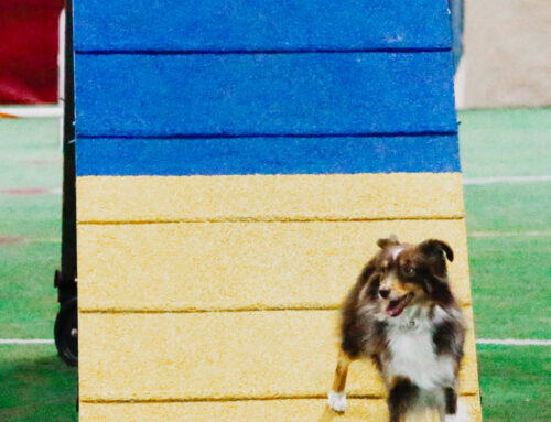 Stac Agility Playday